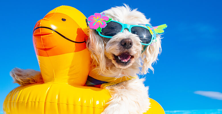 水遊びができる、夏のレジャースポットを紹介！今年の夏はワンちゃんとお出かけして遊び尽くそう！