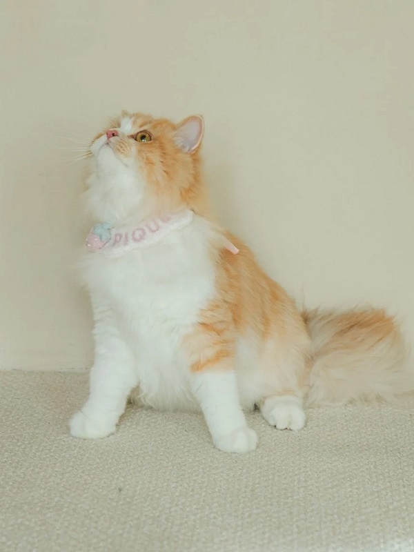 gelato pique（ジェラートピケ）【CAT&DOG】【販路限定商品】スムーズィーチョーカー｜全2色